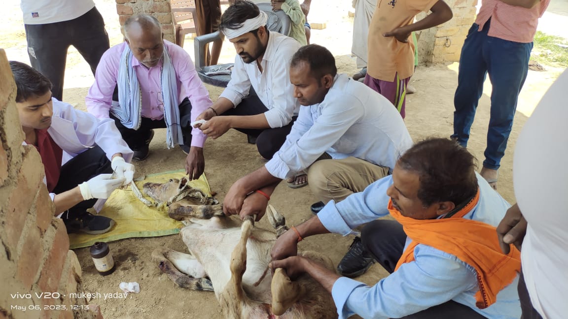 कुत्तों के डर से तालाब में गिरा नीलगाय का शावक,ग्रामीणों ने बाहर निकालकर कराया इलाज