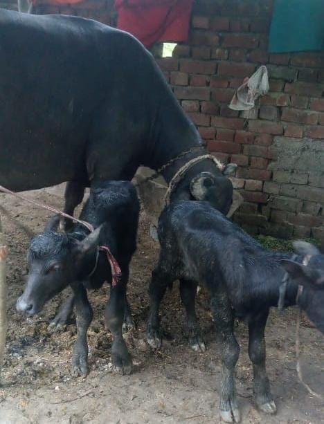 मिल्कीपुर: भैंस ने दिया जुड़वा बच्चों को जन्म, सुनने वाला हर कोई हैरान