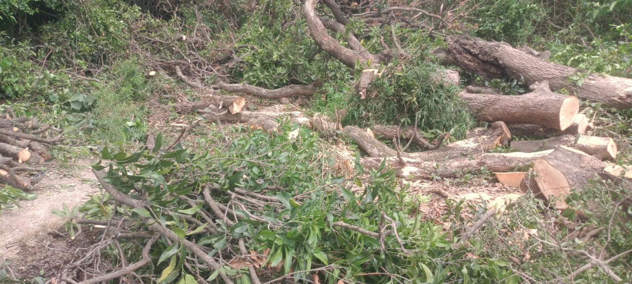 ग्राम समाज की जमीन पर लगे हरे आम के पेड़ों पर ठेकेदारों ने चलवा दिया आरा